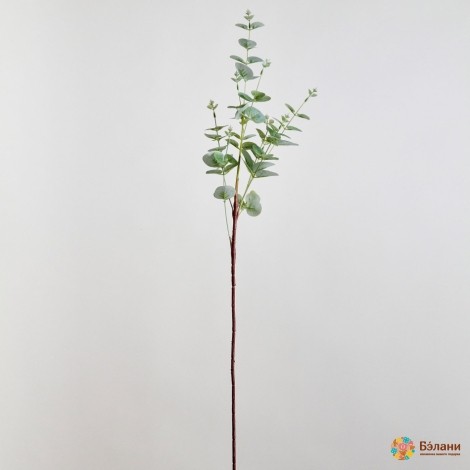 Ramă De Eucalipt Verde Deschis