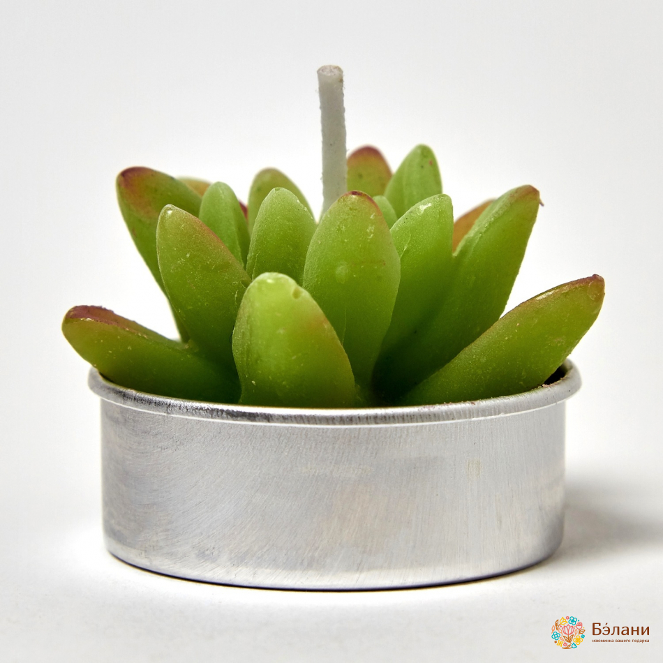 Lumanari "little Cactus No. 1" | 3