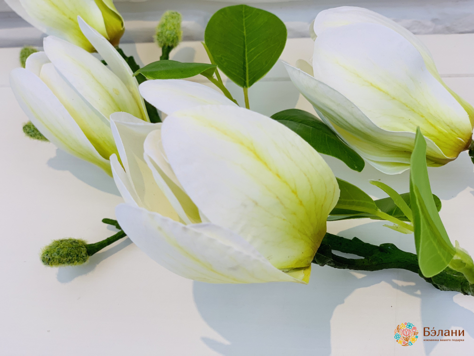 Ramura De Magnolie Albă Și Galbenă | 2