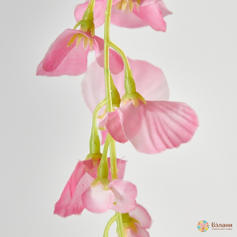 Ramura Wisteria "shine" Roz | 3